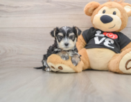 5 week old Morkie Puppy For Sale - Windy City Pups