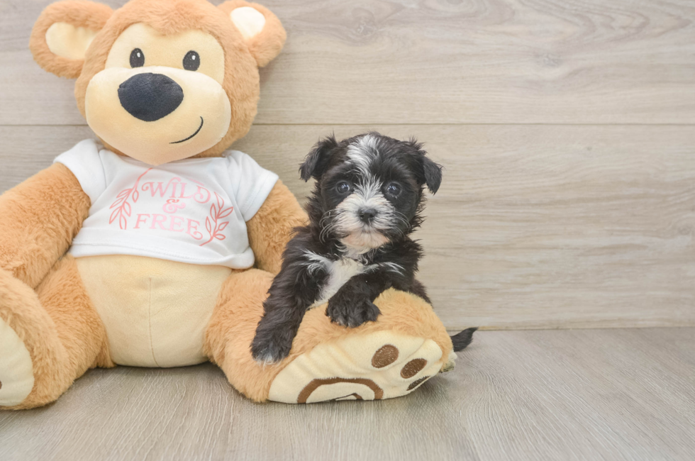 6 week old Morkie Puppy For Sale - Windy City Pups