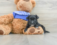 5 week old Morkie Puppy For Sale - Windy City Pups