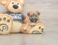 8 week old Morkie Puppy For Sale - Windy City Pups