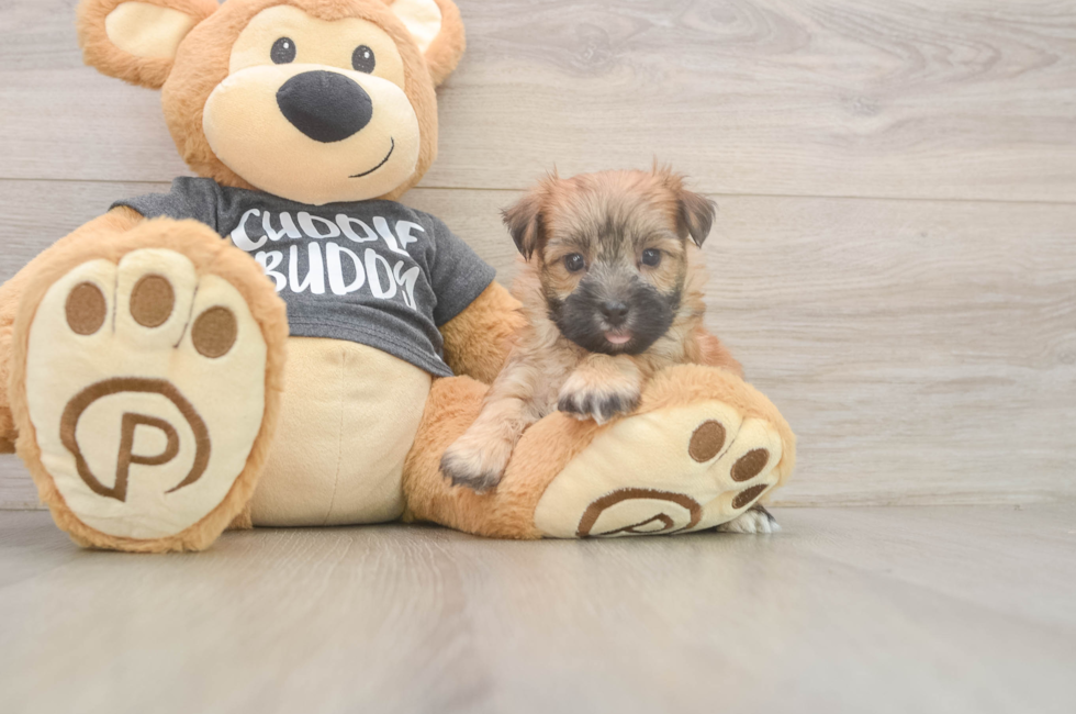6 week old Morkie Puppy For Sale - Windy City Pups