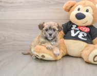 6 week old Morkie Puppy For Sale - Windy City Pups