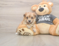 8 week old Morkie Puppy For Sale - Windy City Pups