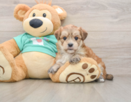 6 week old Morkie Puppy For Sale - Windy City Pups