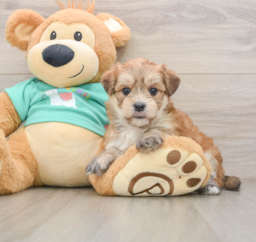 7 week old Morkie Puppy For Sale - Windy City Pups