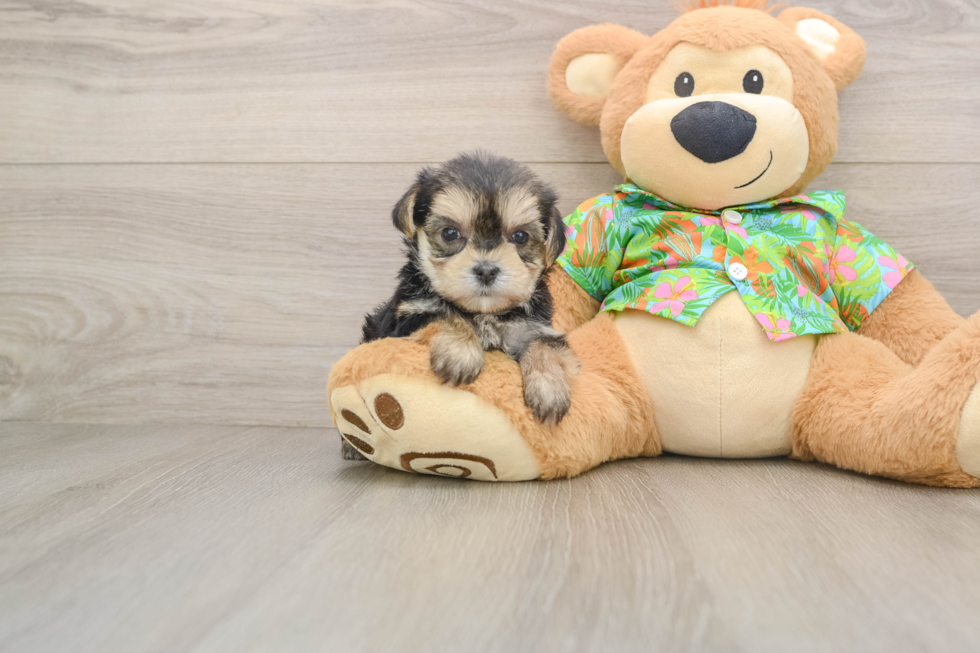 Morkie Pup Being Cute