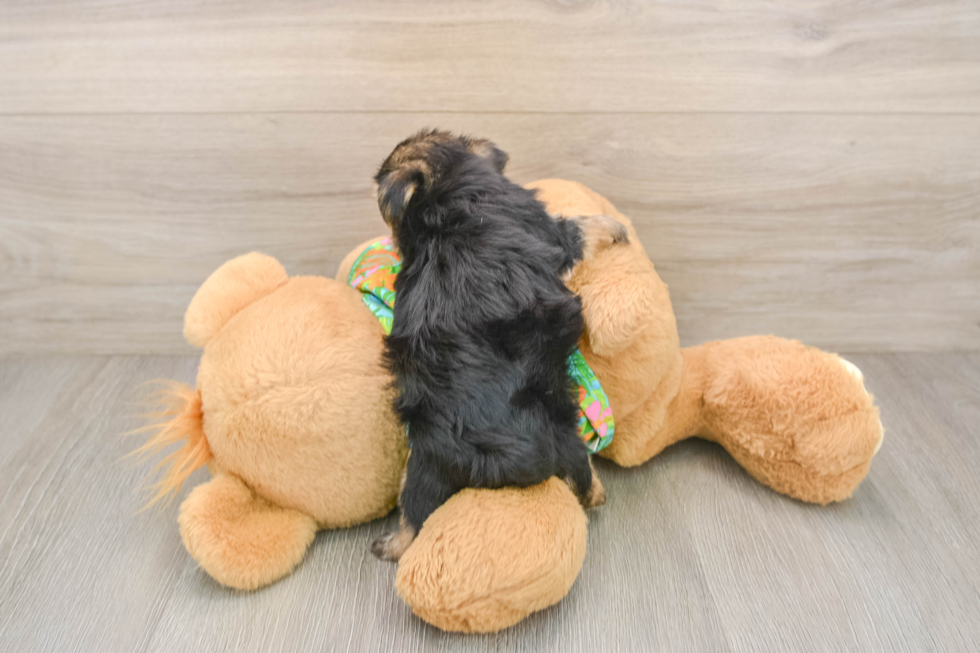 Best Morkie Baby