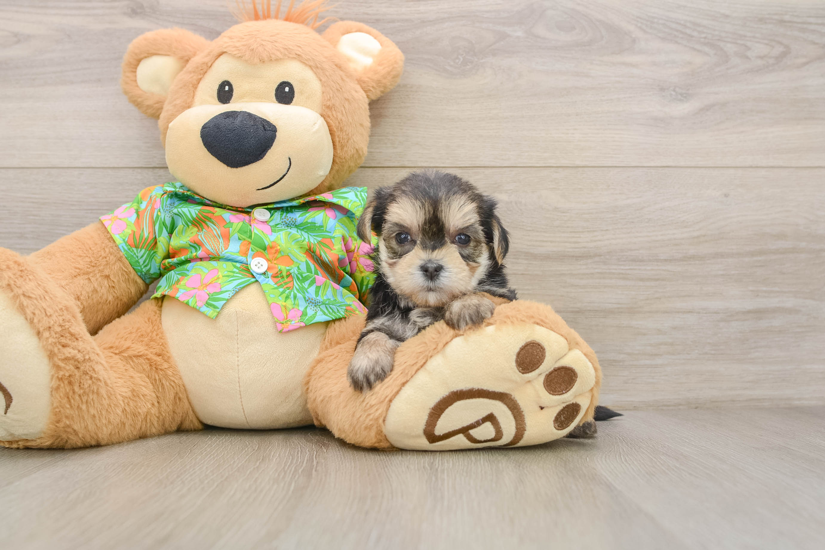 Morkie Puppy for Adoption