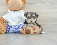 8 week old Morkie Puppy For Sale - Windy City Pups