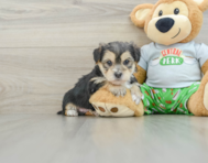 7 week old Morkie Puppy For Sale - Windy City Pups