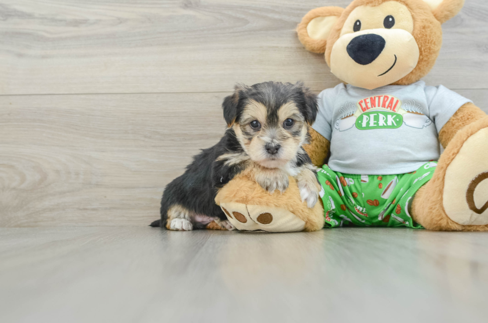 7 week old Morkie Puppy For Sale - Windy City Pups