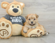 5 week old Morkie Puppy For Sale - Windy City Pups