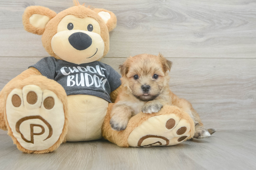 5 week old Morkie Puppy For Sale - Windy City Pups