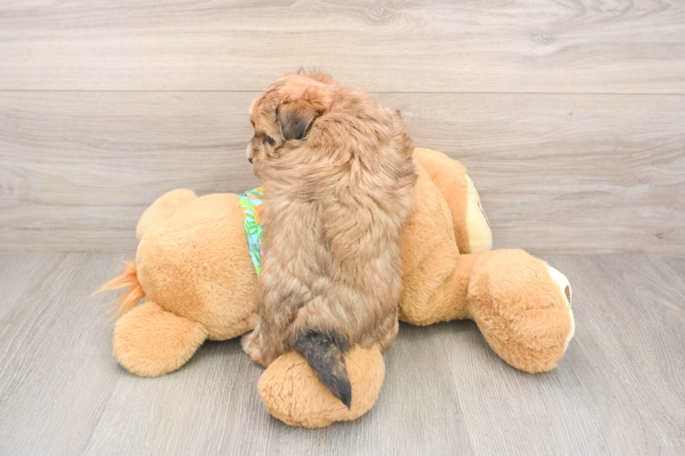 Morkie Pup Being Cute