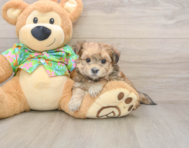 6 week old Morkie Puppy For Sale - Windy City Pups