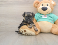 5 week old Morkie Puppy For Sale - Windy City Pups