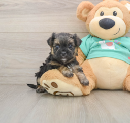 7 week old Morkie Puppy For Sale - Windy City Pups