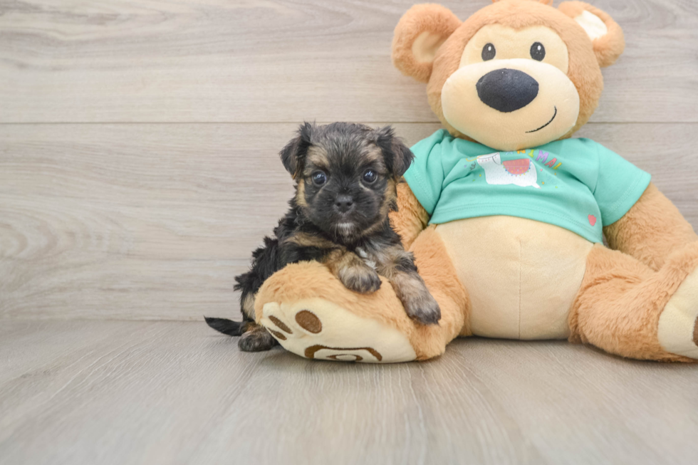 Best Morkie Baby