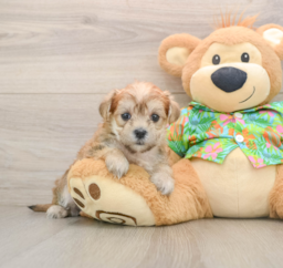 6 week old Morkie Puppy For Sale - Windy City Pups