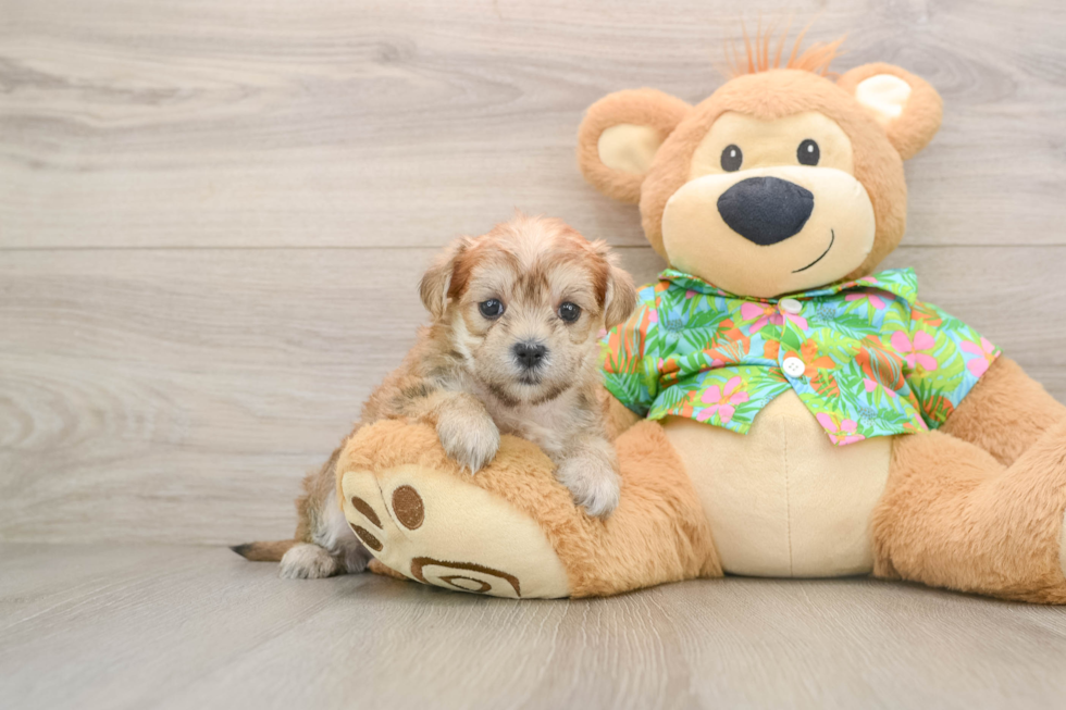 Happy Morkie Baby