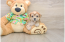Best Morkie Baby