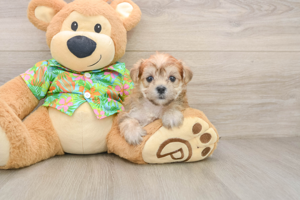 Best Morkie Baby