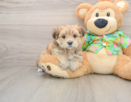 6 week old Morkie Puppy For Sale - Windy City Pups