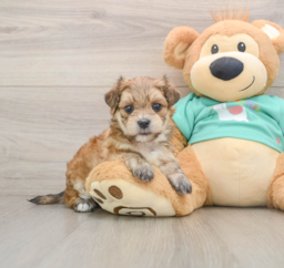 7 week old Morkie Puppy For Sale - Windy City Pups