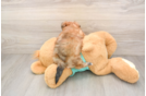 Morkie Puppy for Adoption