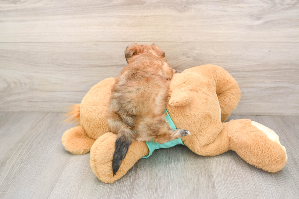 Morkie Puppy for Adoption
