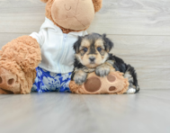 5 week old Morkie Puppy For Sale - Windy City Pups