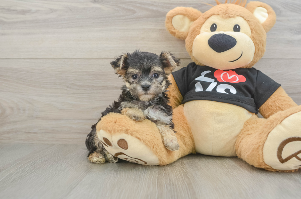 6 week old Morkie Puppy For Sale - Windy City Pups