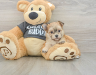 5 week old Morkie Puppy For Sale - Windy City Pups