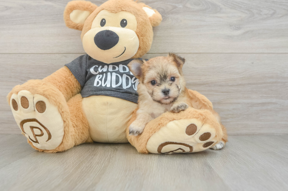 5 week old Morkie Puppy For Sale - Windy City Pups