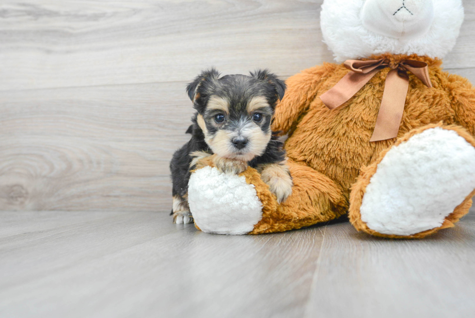 Cute Morkie Baby
