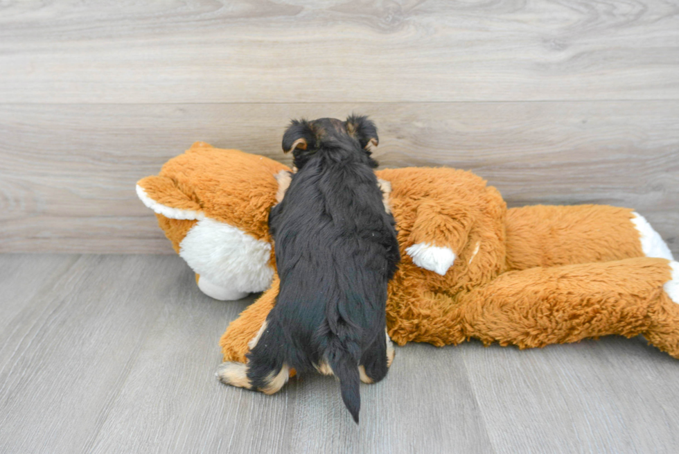 Best Morkie Baby
