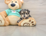 6 week old Morkie Puppy For Sale - Windy City Pups
