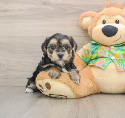 6 week old Morkie Puppy For Sale - Windy City Pups