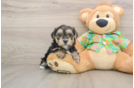 Cute Morkie Baby
