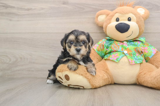 Cute Morkie Baby