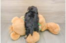 Morkie Puppy for Adoption