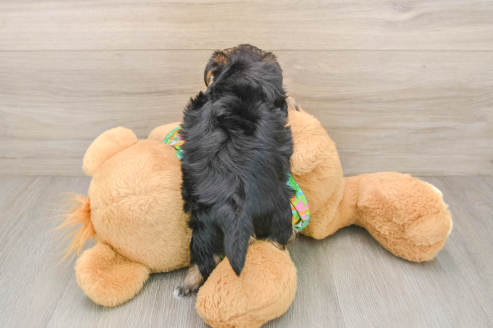Morkie Puppy for Adoption