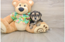 Sweet Morkie Baby