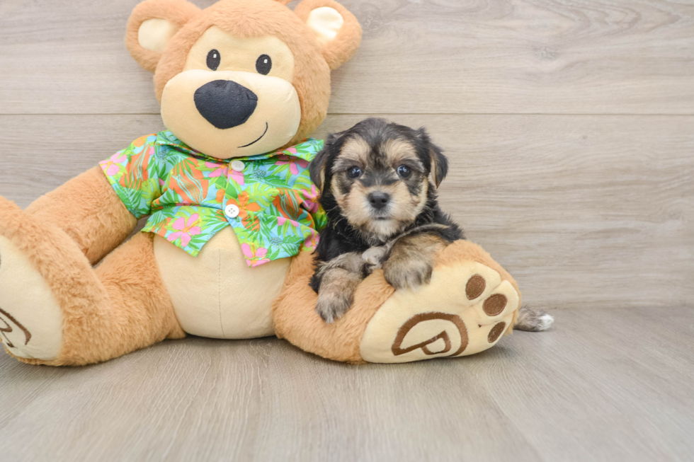 Sweet Morkie Baby