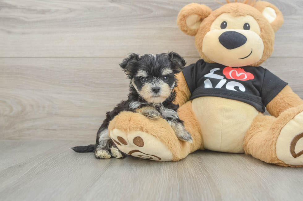 6 week old Morkie Puppy For Sale - Windy City Pups