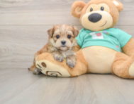 6 week old Morkie Puppy For Sale - Windy City Pups