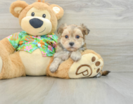 8 week old Morkie Puppy For Sale - Windy City Pups