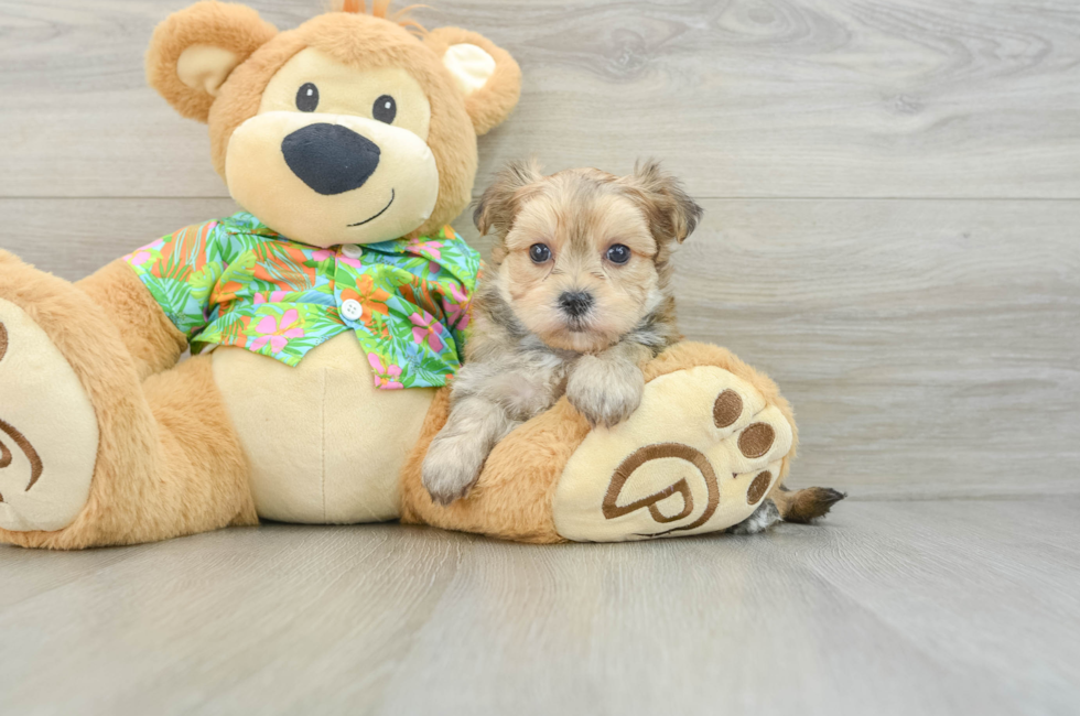 8 week old Morkie Puppy For Sale - Windy City Pups