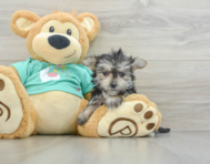 7 week old Morkie Puppy For Sale - Windy City Pups