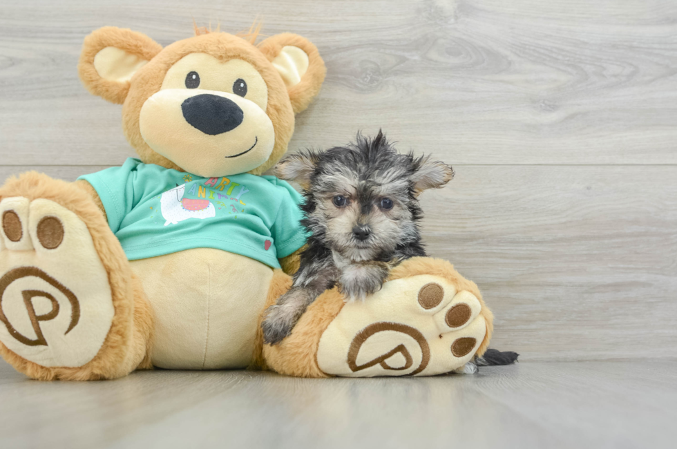 7 week old Morkie Puppy For Sale - Windy City Pups